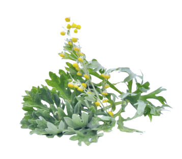 Полынь (сухие листья)