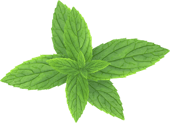 Мята (сухие листья)