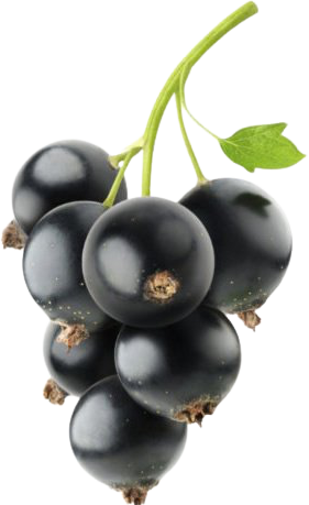 Черная смородина