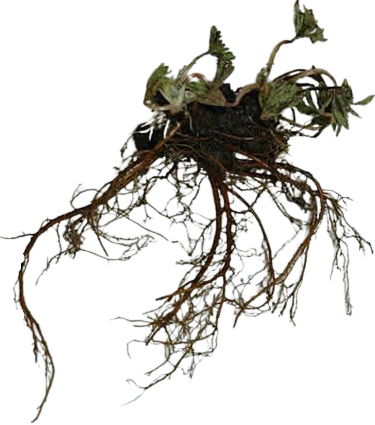 Корень червоточника