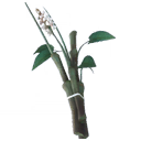 Веточки спорыша