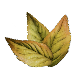 Листья мальвы