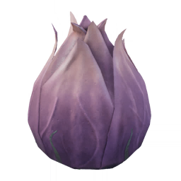 Плод абиссинской смоковницы