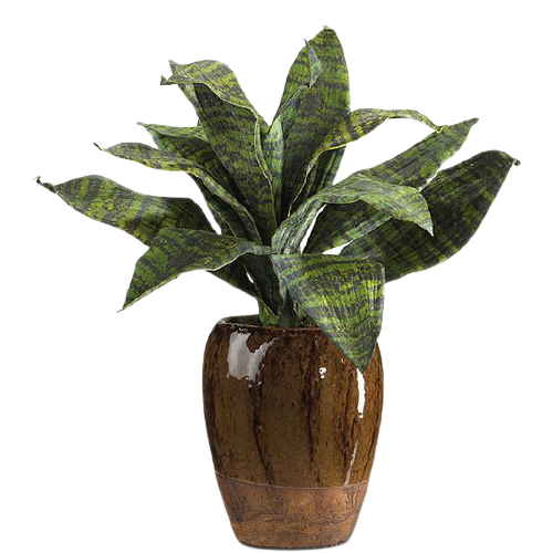 Цветок "Крокодил"