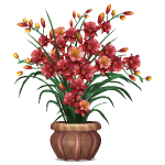 Бордовые орхидеи в горшке