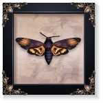 Картина "Винтажная моль"