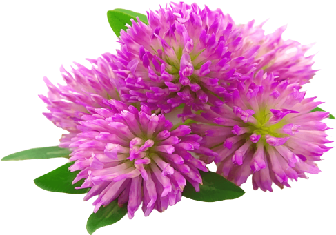 Клевер красный