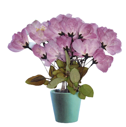 Бегония (сухие листья)