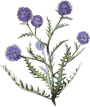 Чертополох