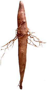 Кора баобаба