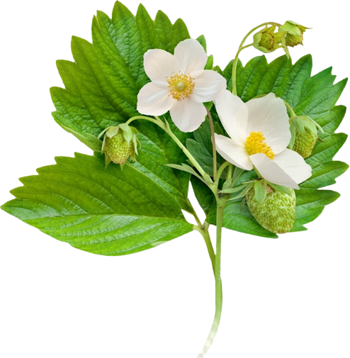 Листья земляники