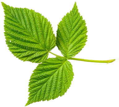 Листья ежевики