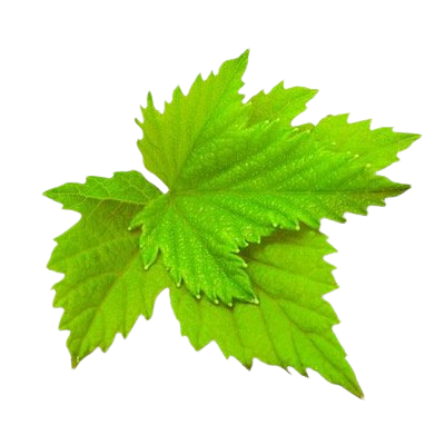 Листья чёрной смородины