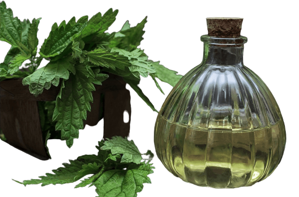 Крапивная настойка