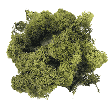 Шверский мох