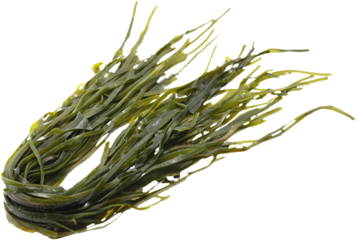 Сухая ламинария