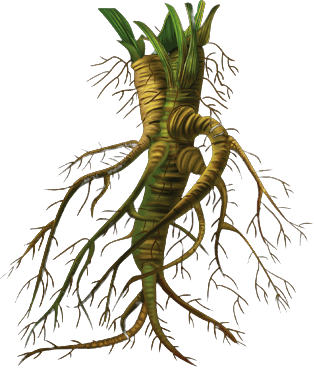 Корень вьющегося рольда