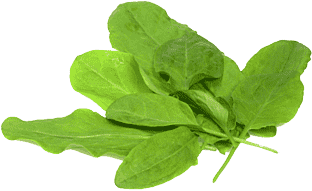 Листочки щавеля