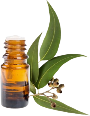 Эфирное масло эвкалипта