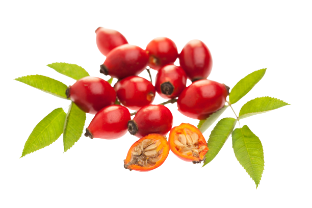 Ягоды шиповника