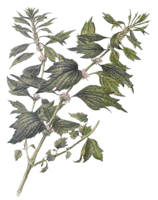 Пустырник пятилопастный (сухие листья)