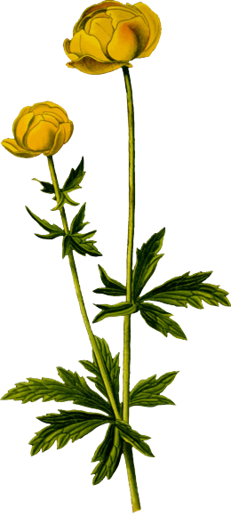 Купальница (сухие листья)